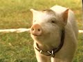 Opening To The Land Before Time The Great Longneck Migration 2003 VHS