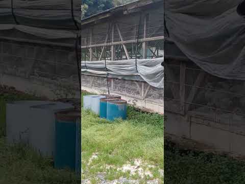 鶏は雪の中に行けるのか？彼らはそれを恐れているのでしょうか？最初に考慮すべき5つのこと!  庭園