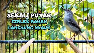 Download lagu suara burung CIBLEK GACOR NGEBREN Pancingan Ciblek Semi bahan jadikan ciblek kristal gacor Tarung mp3