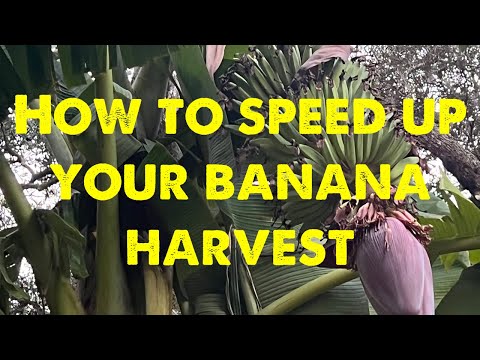 How to make your bananas ripen faster #growingbananas