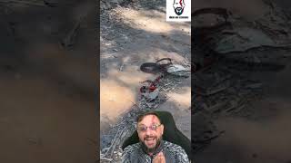 Cobra-coral predando uma jararaca? #biologohenrique #animais #bichoesperto #biologo