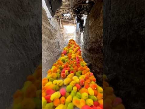 Save the colourful chicks with dangerous Komodo dragon