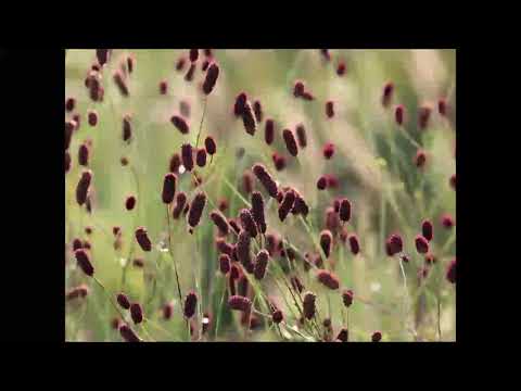 Wiesenknopf, Heilpflanze