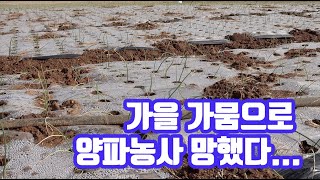 가을 가뭄...정식 후 비가 한번도 ....올해 양파 망하고 시작합니다.