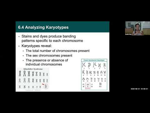 Bio134: Ch.6: Cytogenetics