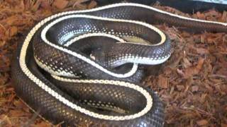 Elvis the California Kingsnake - Feeding - White Mouse