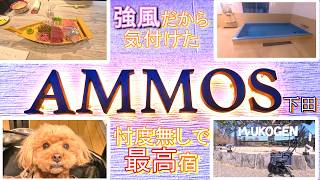 【AMMOS下田】愛犬とアーモス宿泊記  強風がくれた贈り物  強風の絶望を最高のキラキラに変えてくれた「犬高原」の物語
