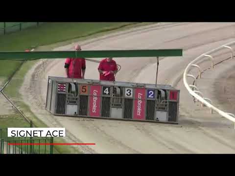 Signet Ace - Ladbrokes 480m - Heat 1