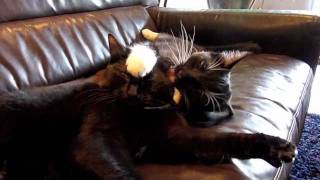 Tomi Tuxedo & Kookie Kiki - Clean and Shine part II