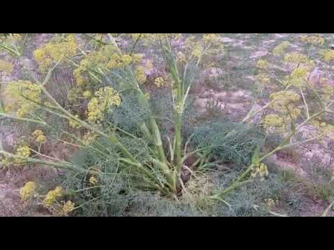 نبات الكلخ  ferula communis l