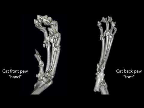 Bones of the cat front paw (manus) versus back paw (pes) shown in a rotating CT scan animation
