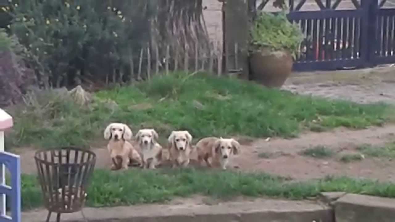 Teckel Shaday Creme (Blond), Belgique.