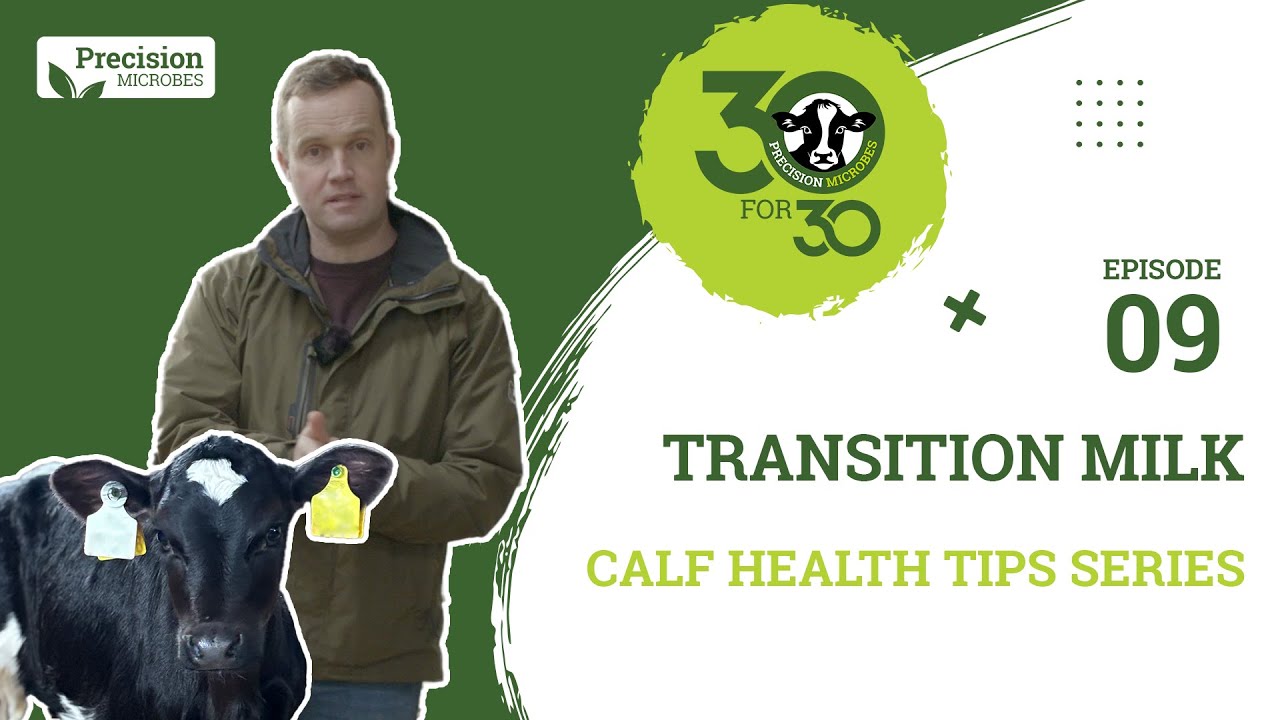 Calf Health Tips - Episode 9: Transition Milk