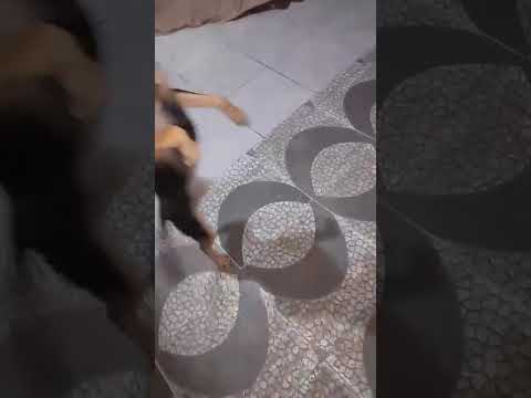 Vídeo de Cachorro achado 