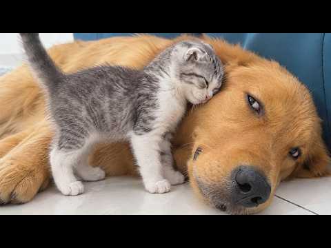 YouTube 썸네일