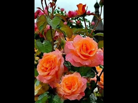 Đừng nữa nhé chia lìa Sheet - Từ Công Phụng