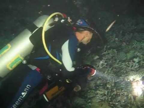 Diving Akassia, Hausriff, Nachttauchgang