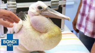 Pelican Rescued By Famous Twins Has Massive Swelling | Bondi Vet