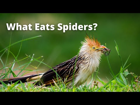 image-Does a spider have any predators?