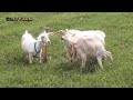 2 Female Goat Meet A Young Saanen Male Goat At Farm Awesome Meeting Goats