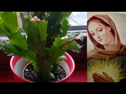 Pomnij Mario Matko miła .16.12.2020. - Stanisław Wierzchowski .IŁAWA.