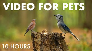 Relaxing Video for Pets and People - 10 Hours of Forest Animals in the Fall - Oct 14, 2025