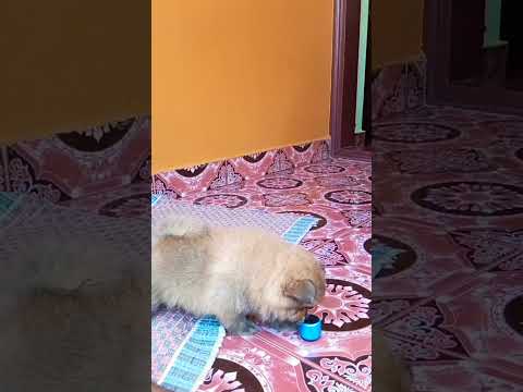 kunjoottan's next video!! 😍😍 #puppies #kunjan #pomeranianpuppy #shorts #shortvideo