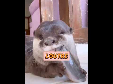 Un homme a été traqué par une loutre alors qu'il nageait.#sauvetage #animals #guerir