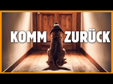 Teaching your dog to stay alone - With these tips it will work