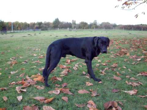 Anico-Unai de l'Atzucac, Ca de Bestiar, 10.2008