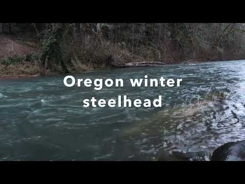 Oregon winter steelhead, bobber down volume 2