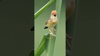 Download lagu burung kecil bersuara merdu #subscribe #kicaumania #shortvideo #kicauanmania #birds #kicaumerdu mp3