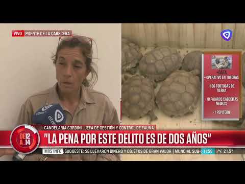 Rescataron más de 100 tortugas y diez aves escondidas en un camión