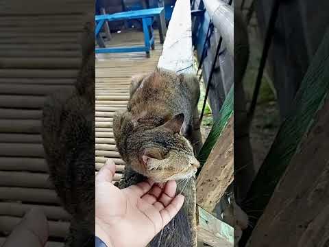 Cute and friendly cat at DSB (Don Salvador Benedicto) #gato #cat #kucing