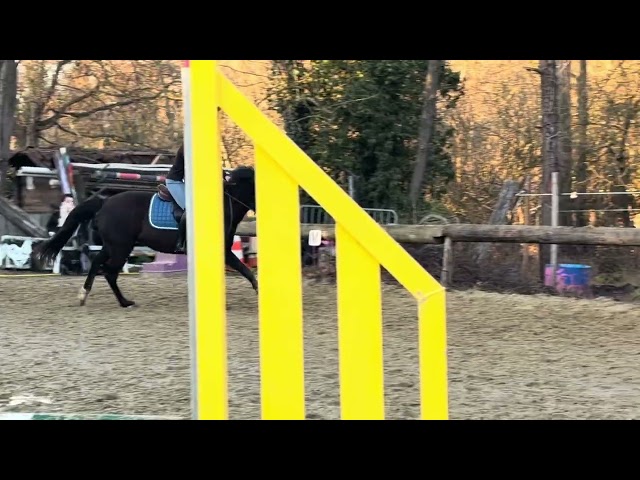 Poney de sport 4 ans 