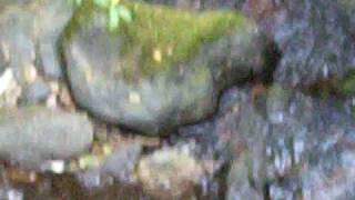 preview picture of video 'Elk Creek looking down stream 070808'