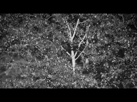 Doctor Faustus, Thomas Mann