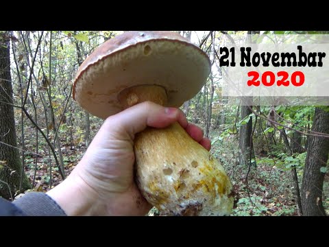 VRGANJ - Novembar  🍄 Hladno
