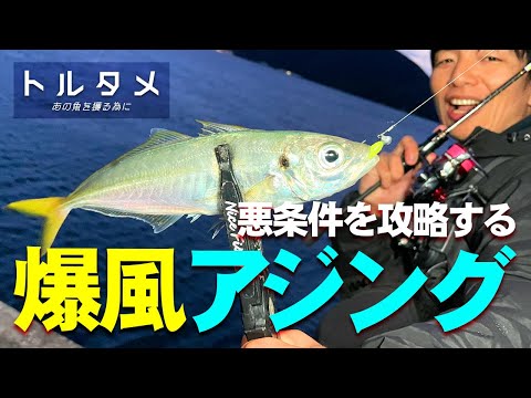 夕マヅメから夜のアジング！風裏を探して良型アジを獲る！ / 【トルタメ #5 】