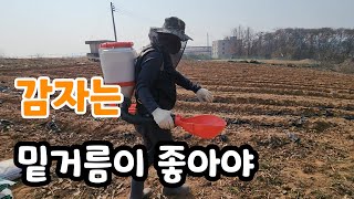 감자는 밑거름이 중요하다 감자 심는시기는