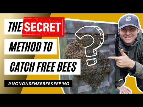 The Secret Method Swarms Cannot Resist, How To Catch Free Bees Every Spring