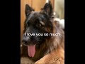 My Dog Fucking Died Bro Dogs Shorts Vent Fyp