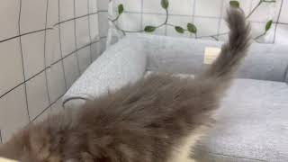 ノルウェージャンフォレストキャットの動画01