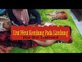 Pijat Urut Perut Kembung Pijat Urut Tradisional Part1