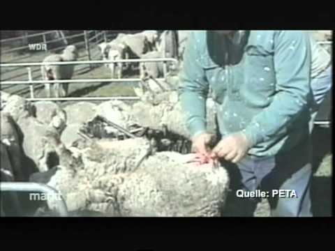 , title : '77 Tierquälererei bei der Merinowolleherstellung an den Schafen in Australien - Video-Clip'