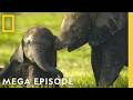 The Secret Lives Of Penguins Elephants Octopus MEGA Episode National Geographic