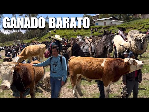 El NEGOCIO de la GANADERÍA en un pueblito alejado de la sierra peruana 🇵🇪
