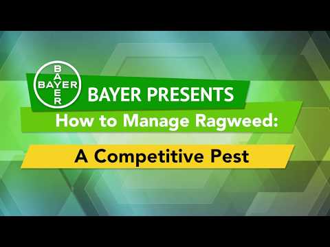 How to Manage Ragweed, a Competitive Pest