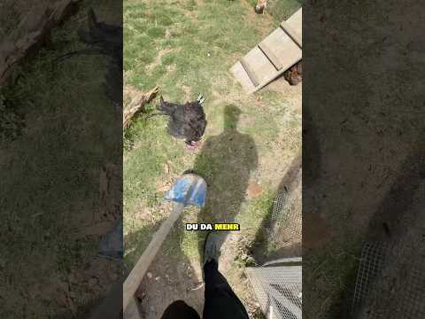 Warum ist mein Hahn gestorben?😩😭 #landwirtschaft #hühner #hahn #mysterium #hof #tiere