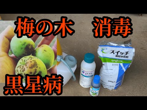 モニリオ症 梅の木の病気 2022